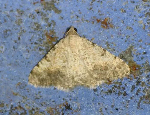 Creosote Moth - Hodges#6381