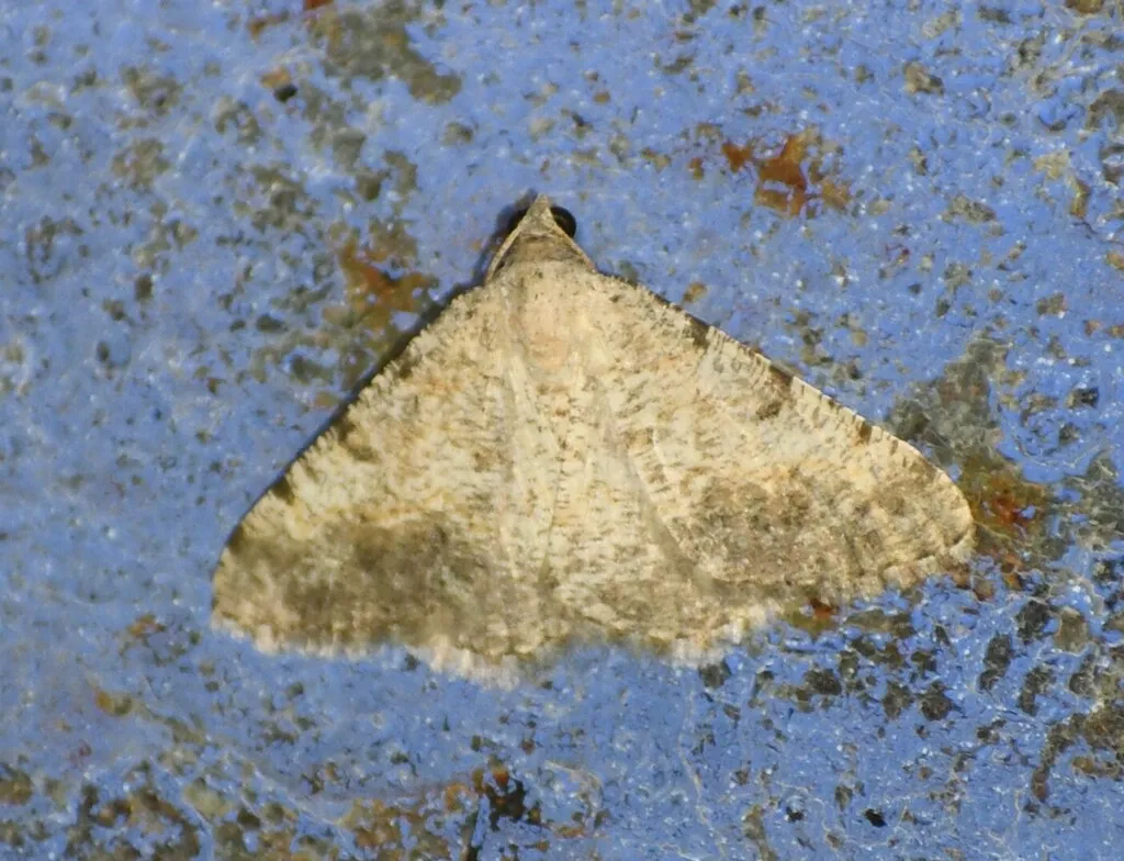 Creosote Moth - Hodges#6381 - photo 2