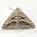 Digrammia curvata - Hodges#6370