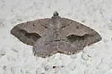 Decorated Granite - Hodges#6389 - Digrammia decorata