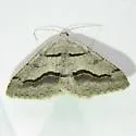 Decorated Granite - Hodges#6389 - photo 4