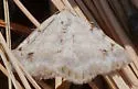 Digrammia delectata - Hodges#6374 - photo 4