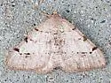 Digrammia denticulata - Hodges#6373