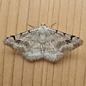 Digrammia denticulata - Hodges#6373 - photo 4