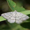 Digrammia equivocata - Hodges#6357.1 - Digrammia equivocata