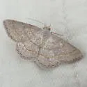 Digrammia equivocata - Hodges#6357.1 - photo 2
