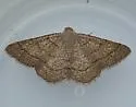 Digrammia eremiata - Hodges#6357 - Digrammia eremiata