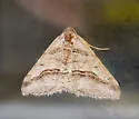 Digrammia excurvata - Hodges#6363 - photo 3