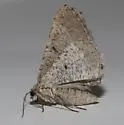 Digrammia excurvata - Hodges#6363 - photo 4
