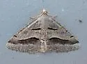 Digrammia fieldi - Hodges#6402 - Digrammia fieldi