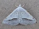 Digrammia fieldi - Hodges#6402 - photo 2