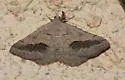 Digrammia fieldi - Hodges#6402 - photo 3