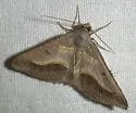 Digrammia gilletteata - Hodges#6400 - Digrammia gilletteata