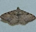 Hollow-spotted Angle - Hodges#6405 - photo 2