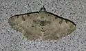 Hollow-spotted Angle - Hodges#6405 - photo 3