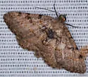 Hollow-spotted Angle - Hodges#6405 - photo 4