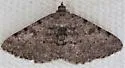 Hollow-spotted Angle - Hodges#6405 - photo 5