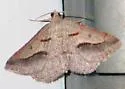 Digrammia hebetata - Hodges#6394.1 - photo 2