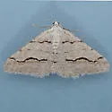 Digrammia imparilata - Hodges#6366.1 - Digrammia imparilata