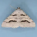 Digrammia imparilata - Hodges#6366.1 - photo 2