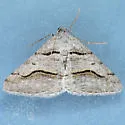 Digrammia imparilata - Hodges#6366.1 - photo 3