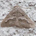 Digrammia imparilata - Hodges#6366.1 - photo 4
