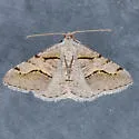 Digrammia imparilata - Hodges#6366.1 - photo 5
