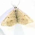 Digrammia indeterminata - Hodges#6392