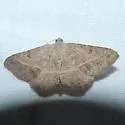 Digrammia irrorata - Hodges#6395 - photo 4