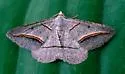 Yellow-lined Angle - Hodges#6397 - Digrammia mellistrigata