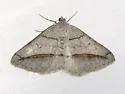 Yellow-lined Angle - Hodges#6397 - photo 2