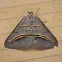 Yellow-lined Angle - Hodges#6397 - photo 3
