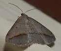 Yellow-lined Angle - Hodges#6397 - photo 4