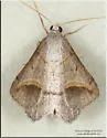 Yellow-lined Angle - Hodges#6397 - photo 5