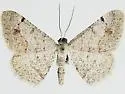 Digrammia minuta - Hodges#6403 - photo 3