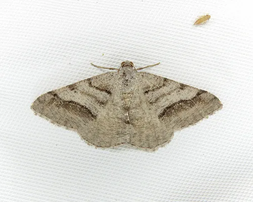 Digrammia modocata - Hodges#6368.1 - Digrammia modocata