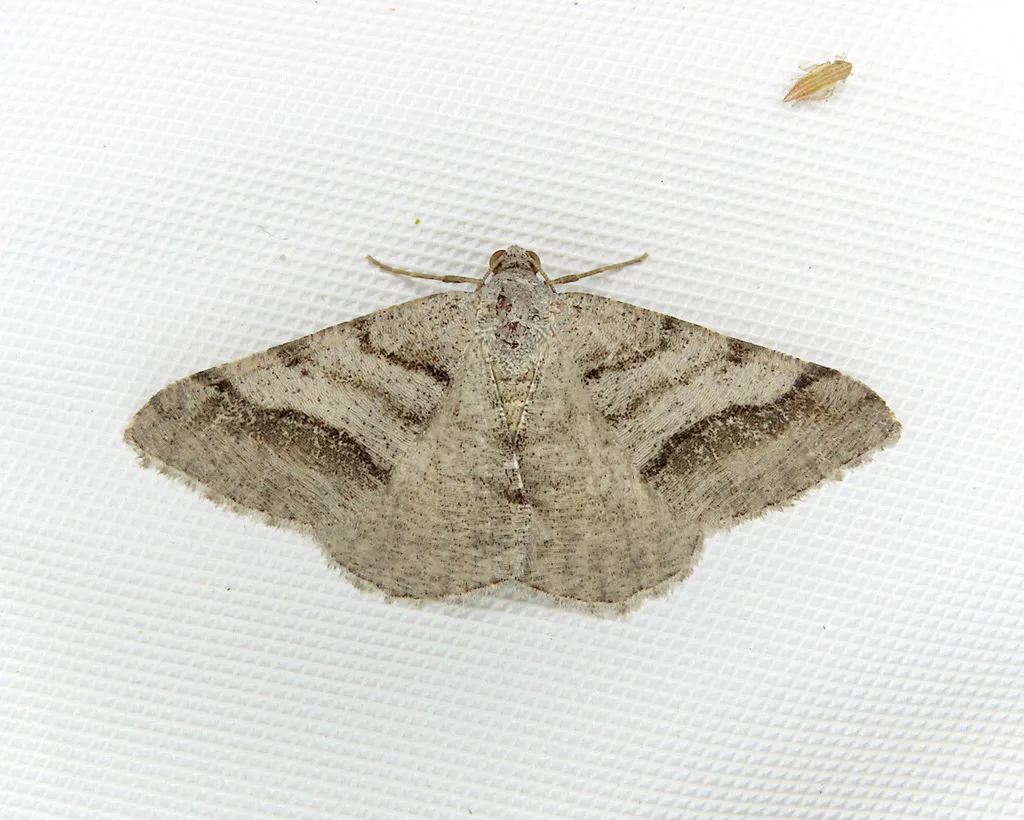 Digrammia modocata - Hodges#6368.1 - photo 2