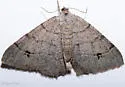 Digrammia muscariata - Hodges#6377 - photo 4