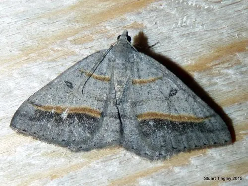 Dark-bordered Granite - Hodges#6396 - Digrammia neptaria