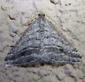 Digrammia nubiculata - Hodges#6371 - Digrammia nubiculata