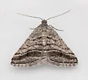 Digrammia nubiculata - Hodges#6371 - photo 4