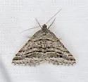 Digrammia nubiculata - Hodges#6371 - photo 5