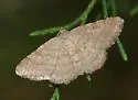 Digrammia ordinata - Hodges#6358 - Digrammia ordinata