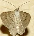 Digrammia ordinata - Hodges#6358 - photo 4