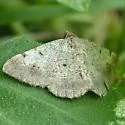 Digrammia pallidata - Hodges#6410 - Digrammia pallidata