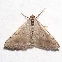 Digrammia pallidata - Hodges#6410 - photo 2