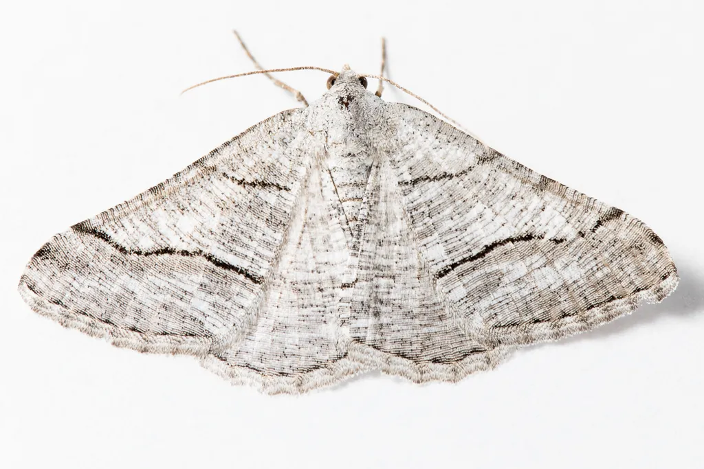 Digrammia pallorata - Hodges#6363.1 - photo 2