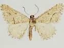 Digrammia palodurata - Hodges#6371.1 - Digrammia palodurata