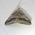 Digrammia pertinata - Hodges#6365 - photo 2