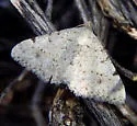 Digrammia pervolata - Hodges#6383 - photo 2